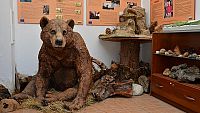 Музей на мечката в Триград 